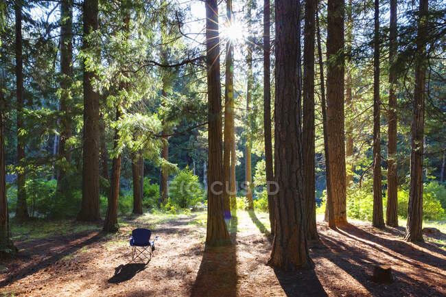 Sedia vuota nel bosco, sole che splende attraverso i tronchi. — Foto stock