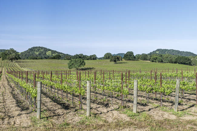 Ландшафт с виноградниками в сельской местности Сонома. — стоковое фото
