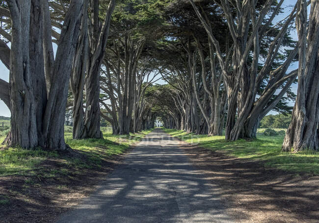 A line of cypress trees creating a tunnel along avenue. — Stock Photo