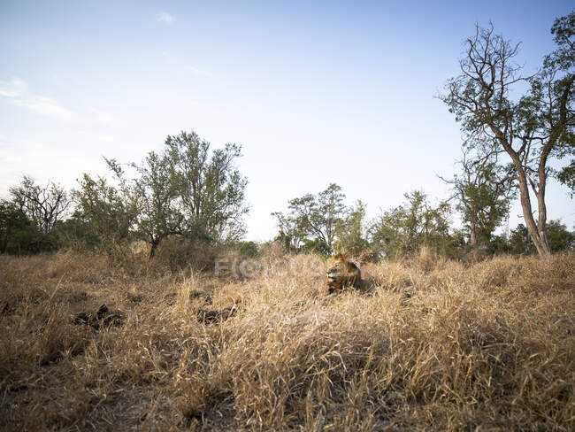 Weitwinkel eines männlichen Löwen, Panthera leo, der mit erhobenem Kopf im langen gelben Gras liegt. — Stockfoto
