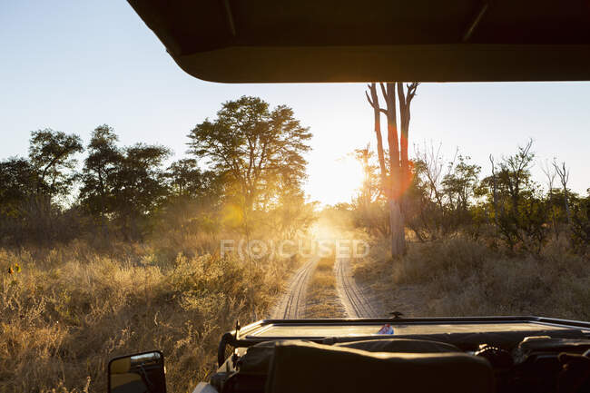 Сафари на рассвете, дельта Окаванго, Ботсвана. — стоковое фото