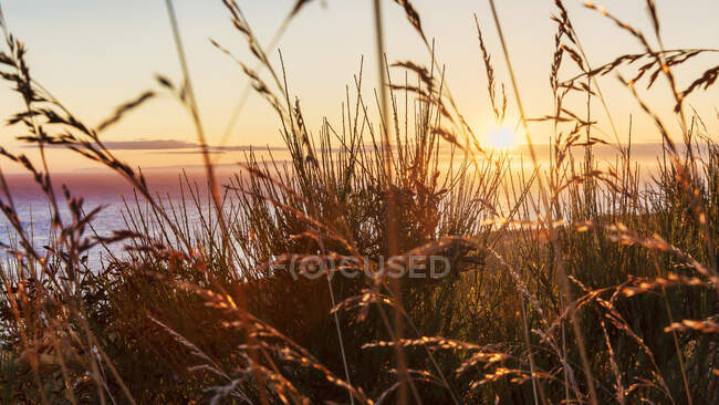 Pôr do sol sobre o oceano visto através da grama. — Fotografia de Stock