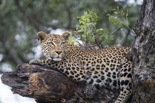 Un leopardo femenino, Panthera pardus, acostado en una rama de árbol rota. - foto de stock