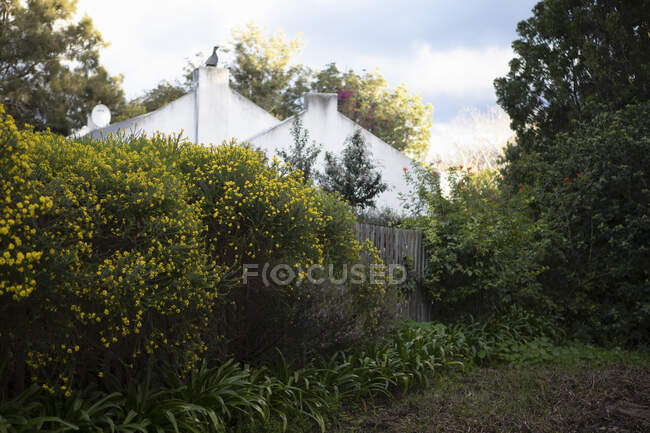 Cape Dutch maison et jardin au lever du soleil — Photo de stock