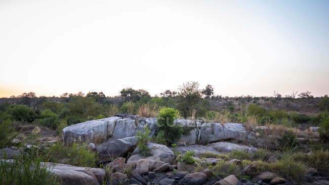 A female leopard, Panthera pardus, sniffs a bush on a large granite boulder, sunrise — Stock Photo