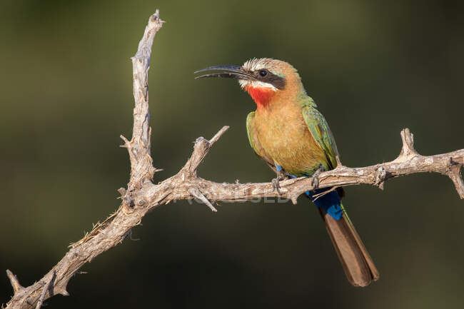 A White-fronted bee-eater, Merops bullockoides, sitting on a branch — Stock Photo