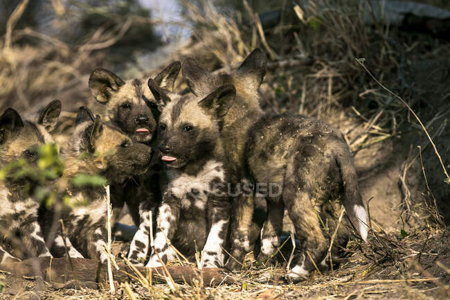 Eine Gruppe wilder Hundewelpen, Lycaon pictus, lecken sich gegenseitig. — Stockfoto