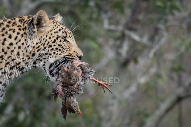 A leopard, Panthera pardus, holding a dead spurfowl in its mouth, Pternistis natalensis — Stock Photo