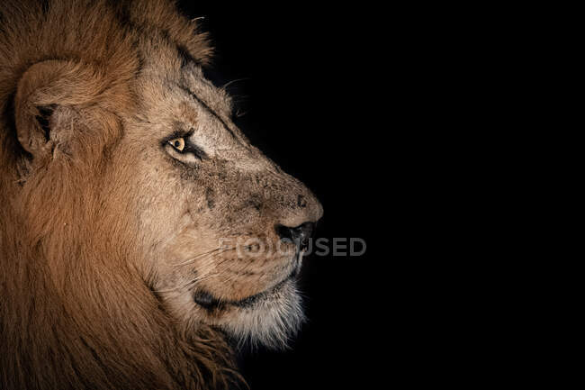 Бічний профіль лева - пантера лео в темряві. — стокове фото