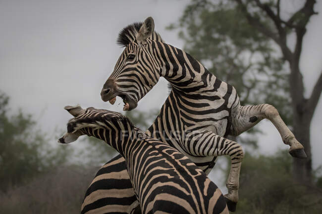 Дві зебри, Equus quagga, піднімаються на задніх лапах і б'ються. — стокове фото