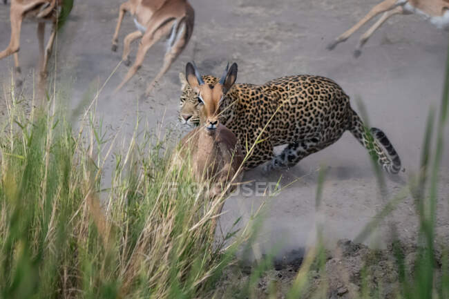 A leopard, Panthera pardus, chasing an impala, Aepyceros melampus — Stock Photo