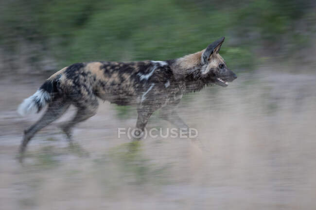 Ein wilder Hund, Lycaon pictus, läuft durch Gras, Bewegungsunschärfe — Stockfoto