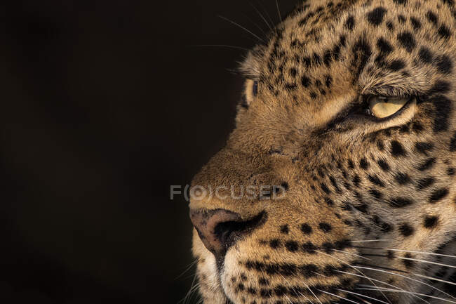 Der Kopf eines Leoparden, Panthera pardus, schwarzer Hintergrund — Stockfoto
