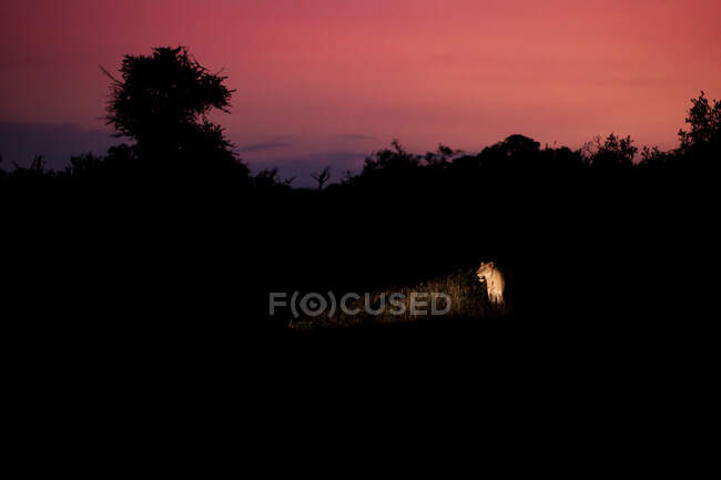 Una leonessa, Panthera pardus, illuminata da una luce spot al tramonto — Foto stock