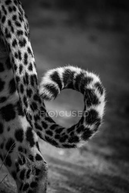 La cola de un leopardo, Panthera pardus - foto de stock