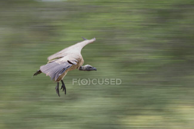 Gyps africanus mit weißem Rücken fliegt dicht am Boden, Bewegungsunschärfe — Stockfoto