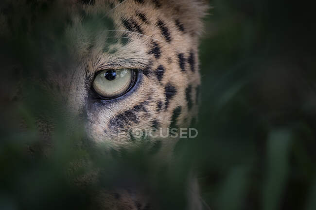 Das Auge eines Leoparden, Panthera pardus, blickt durch Grün, natürlicher Rahmen — Stockfoto
