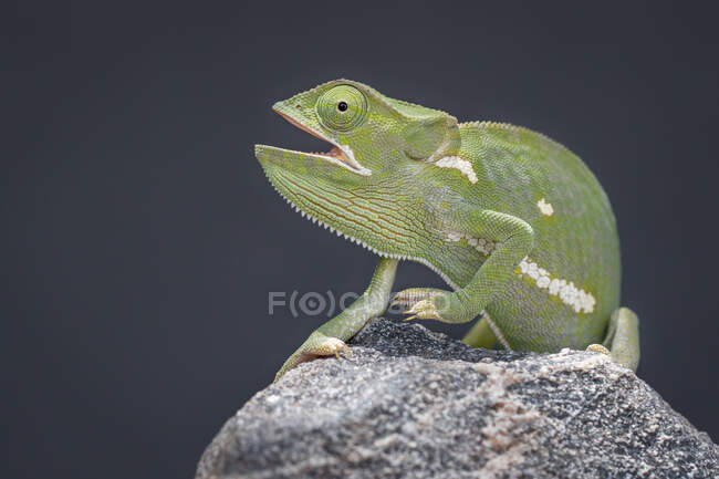 A flap-necked chameleon, Chamaeleo dilepis, mouth open, black background — Stock Photo