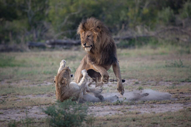 Un leone maschio e femmina, Panthera leo, combatte — Foto stock
