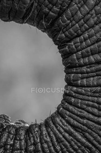 Der Rüssel eines Elefanten, Loxodonta africana, in schwarz-weiß — Stockfoto