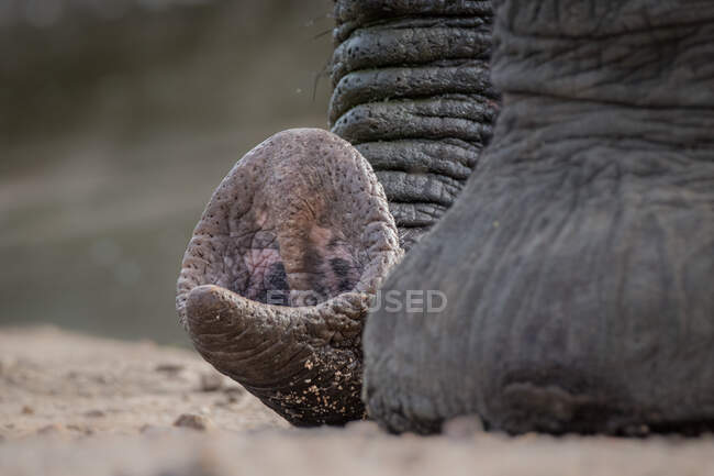 El extremo de un trompa de elefante, Loxodonta africana, descansando en el suelo - foto de stock