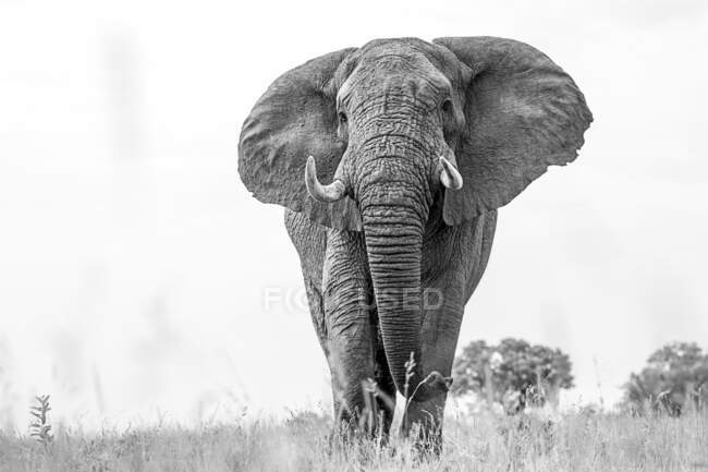 Un elefante, Loxodonta africana, caminando hacia la cámara, ángulo bajo, blanco y negro. - foto de stock
