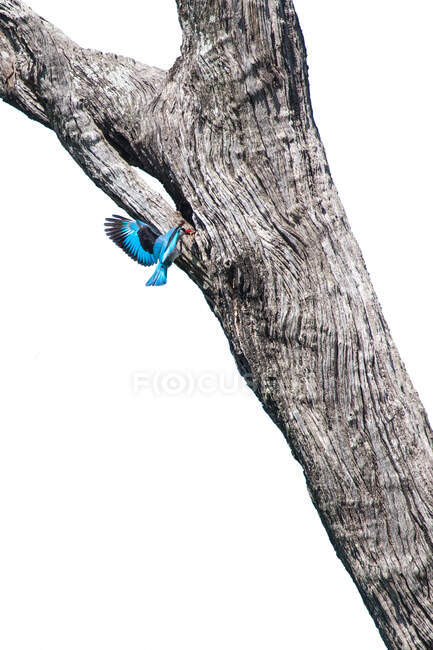 Вудленд Кінгфішер (Halcyon senegalensis) летить до свого гнізда. — стокове фото