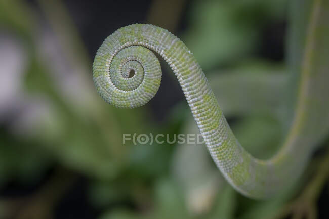 La cola de un camaleón de cuello alzado, Chamaeleo dilepis - foto de stock