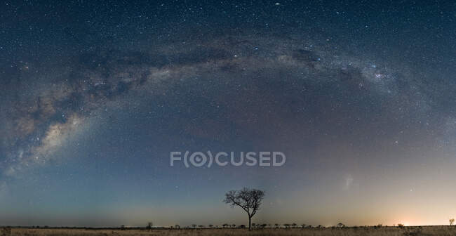 Una amplia toma de la Vía Láctea y horizonte despejado con un árbol - foto de stock