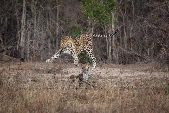Una madre leopardo y cachorro, Panthera pardus, jugando juntos saltando al aire - foto de stock