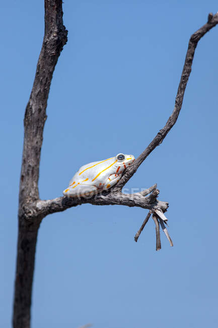 Um sapo pintado Reed, Hyperolius marmoratus, sentado em um ramo — Fotografia de Stock