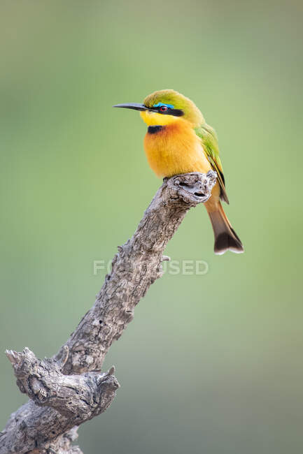 Little Bee Eater, Merops pusillus, sitting on a branch — Stock Photo
