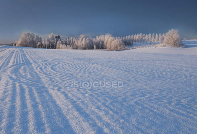 Зимний пейзаж, рисунок хребтов на заснеженном поле, сделанный с помощью вспашки сельскохозяйственной техники. — стоковое фото