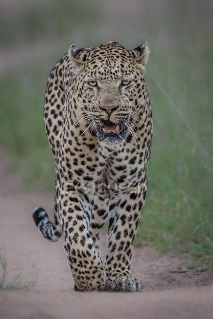 A male leopard, Panthera pardus, walking towards the camera, direct gaze, snarling — Stock Photo