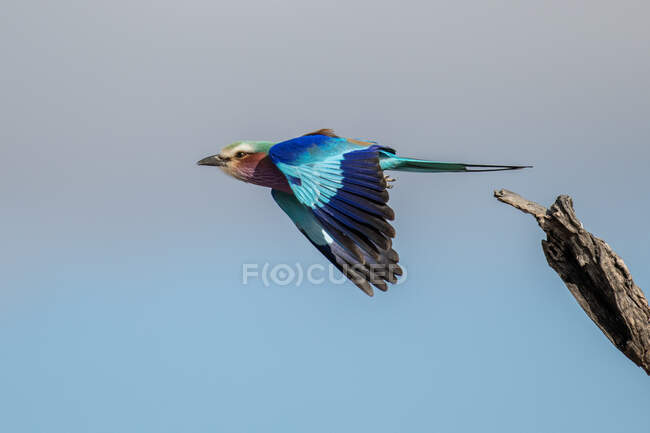 A lilac breasted roller, Coracias caudatus, taking off in flight — Stock Photo