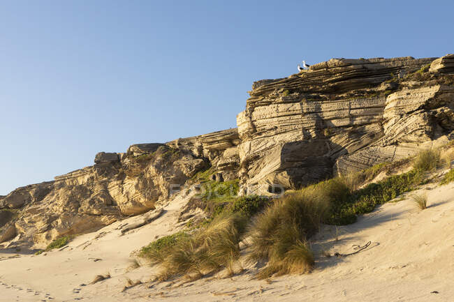 Falésias acima de uma praia de areia com rochas em camadas, duas gaivotas empoleiradas no topo. — Fotografia de Stock