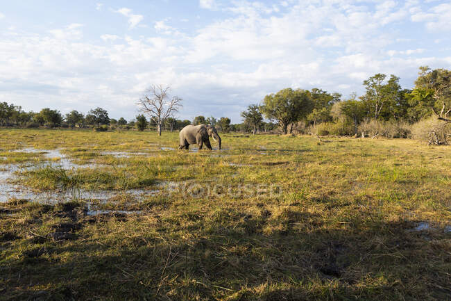 Слон, що проходить через болота у відкритому космосі в заповіднику дикої природи . — стокове фото