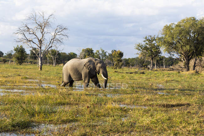 Um elefante percorrendo pântanos no espaço aberto em uma reserva de vida selvagem. — Fotografia de Stock