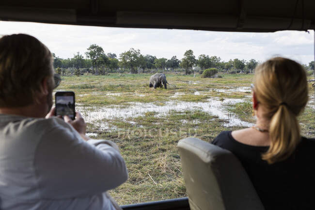 A man in a jeep taking a photograph with a smart phone of an elephant wading chest deep in water — Stock Photo
