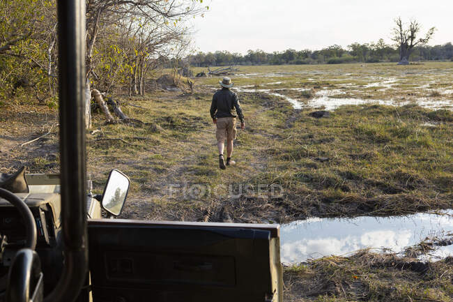 Un guía de safari caminando delante de un jeep, a través de las marismas del delta. - foto de stock