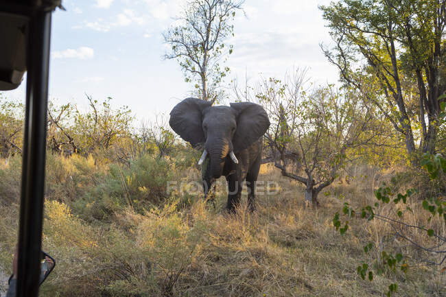 Un gran elefante africano de pie frente a un jeep safari, con las orejas extendidas. - foto de stock
