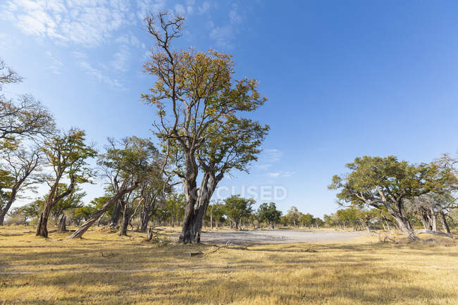 Prairies et une clairière dans les arbres, une zone sèche poussiéreuse. — Photo de stock
