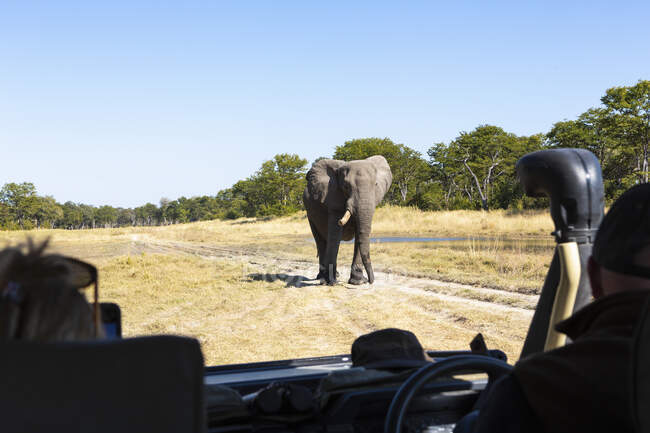 A large elephant with tusks in front of a jeep full of people. — Stock Photo