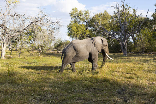 Um elefante com presas a atravessar prados — Fotografia de Stock