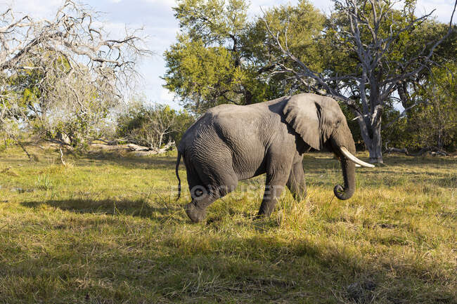 Слон с бивнями, идущий по лугу — стоковое фото