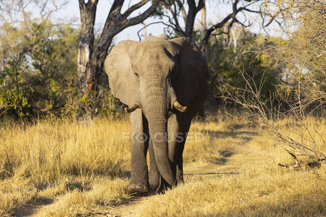 Um único animal, loxodonta africanus, um elefante africano maduro. — Fotografia de Stock