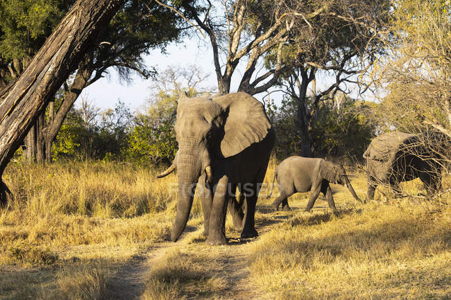 Небольшая группа из трех слонов, loxodonta africanus, разного возраста, один слон теленок — стоковое фото