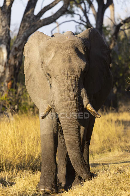 Ein einziges Tier, loxodonta africanus, ein ausgewachsener afrikanischer Elefant. — Stockfoto