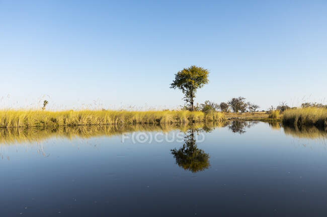 Un paisaje plano y aguas tranquilas del delta del Okavango - foto de stock