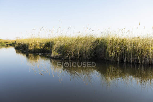 Vía navegable tranquila con hierba larga en el borde del agua - foto de stock